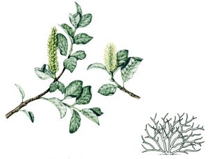Woolly willow Salix lanata natural history illustration by Lizzie Harper