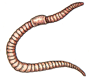 Earthworm Lumbricus terrestris natural history illustration by Lizzie Harper