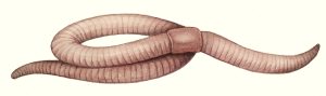 Earthworm Lumbricus terrestris 5