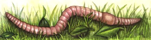 Earthworm Lumbricus terrestris natural history illustration by Lizzie Harper