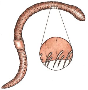 Earthworm Lumbricus terrestris 4