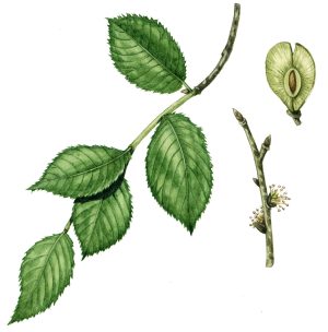 Wych elm Ulmus glabra