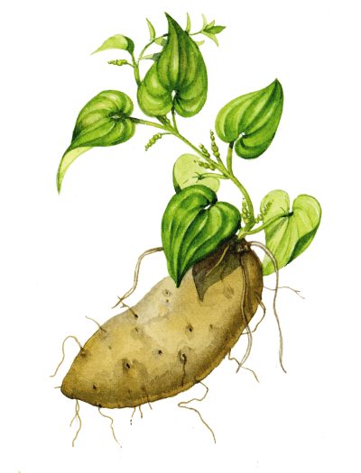 Yam natural history illustration by Lizzie Harper