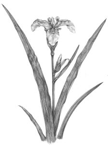 Yellow Flag Iris pseudoacorus natural history illustration by Lizzie Harper