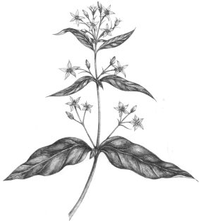 Yellow loosestrife Lysimachia vulgaris