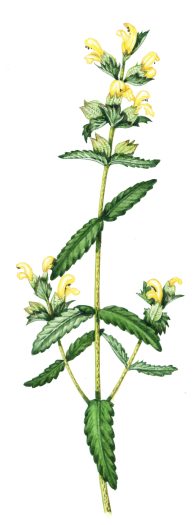 Yellow rattle Rhinanthus minor natural history illustration by Lizzie Harper