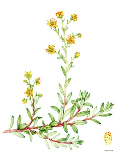 Yellow saxifrage Saxifraga azoides natural history illustration by Lizzie Harper