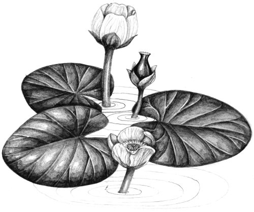 Yellow water-lily Nuphar lutea natural history illustration by Lizzie Harper