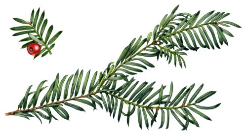 Yew Taxus baccata natural history illustration by Lizzie Harper