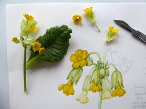 Painting a cowslip illustration with plant and sketchbook study