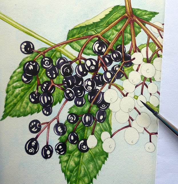 elder, elderberry, progression, watercolour, botanical illustration,