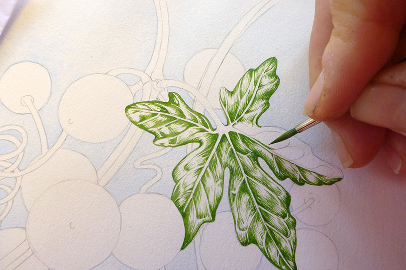 bryony, illustration, botanical illustration,