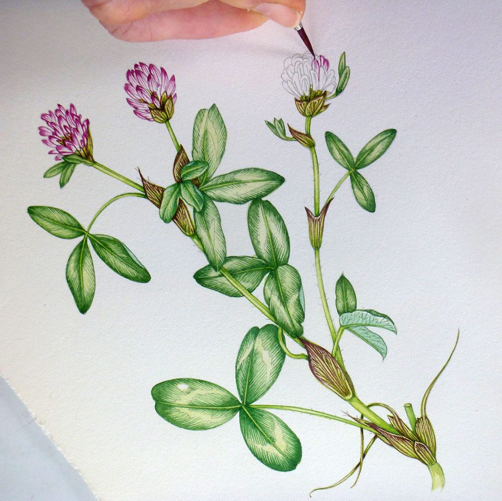 clover, trifolium, meadow, botanical illustration,