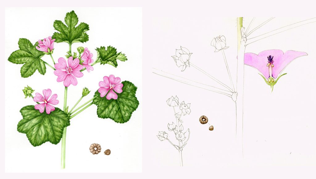 mallow, wild flower, pink flower, watercolour, botanical illustration,