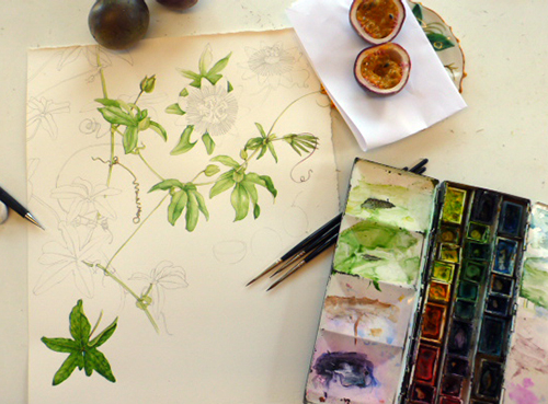 passionfruit, passiflora, work in progress,