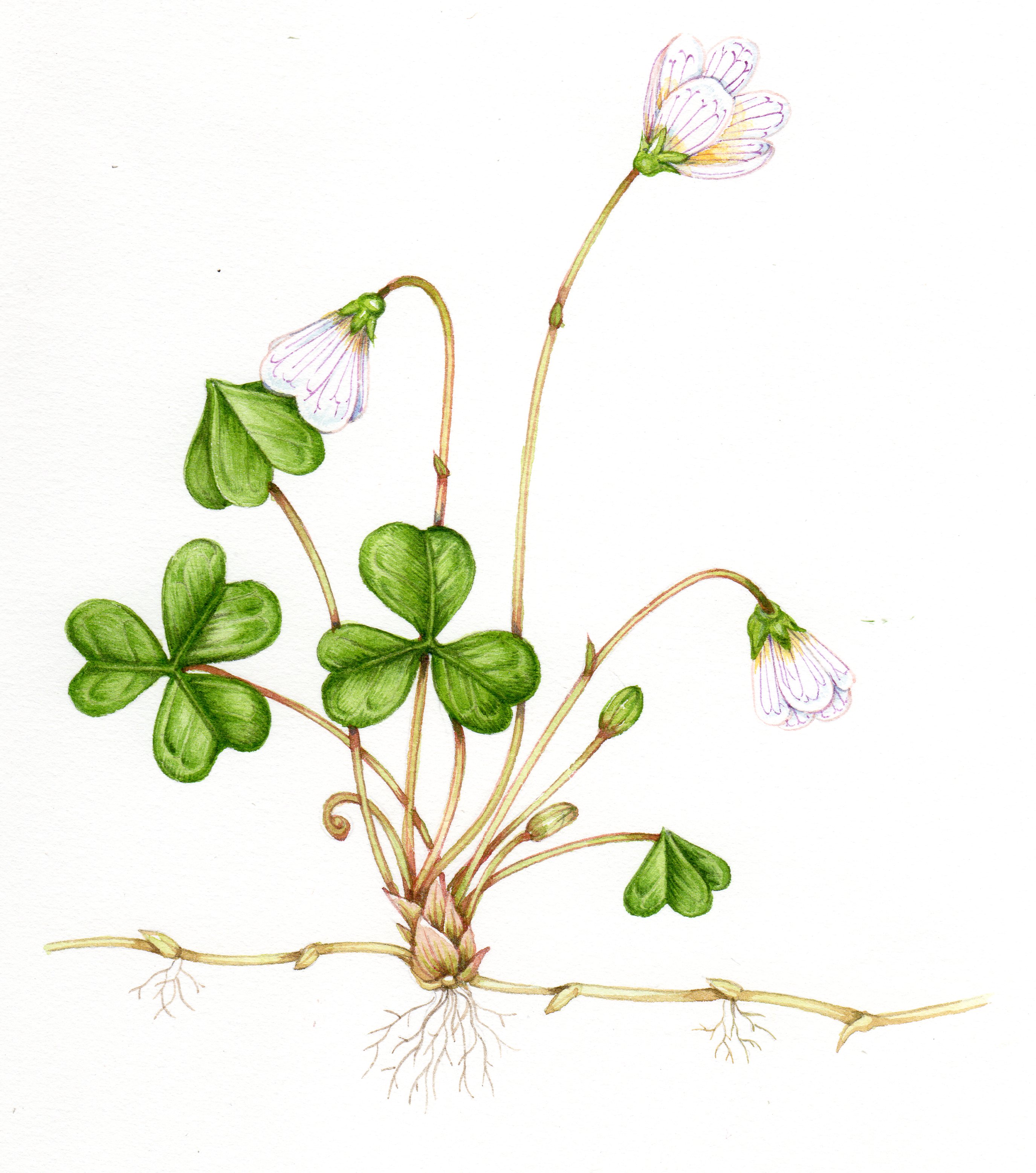 Wood Sorrel Oxalis Acetosella Lizzie Harper