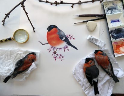 ornithological illustration of Bullfinch completed, alongside bullfinch specimens and paintbox