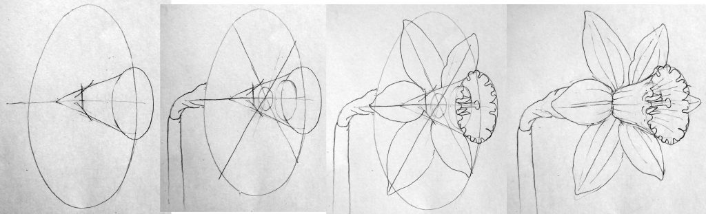 daffs, daffodil, how to draw, step by step,