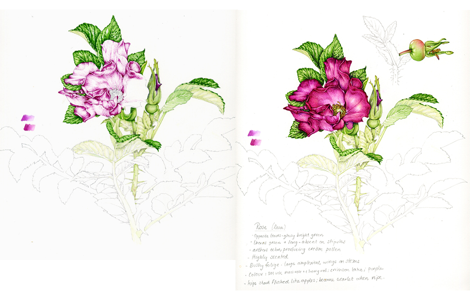 rose, rosa, flowers, botanical illustration, watercolour, watercolor,