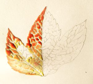 Leaf botanicalillustration illustration autumn fall colour nature 