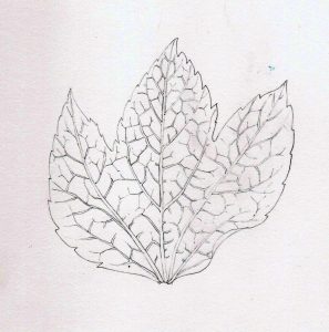 pencil leaf graphite line botanical illustration