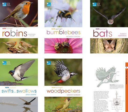 RSPB SPotlights covers and robin sciart diagram by Lizzie Harper