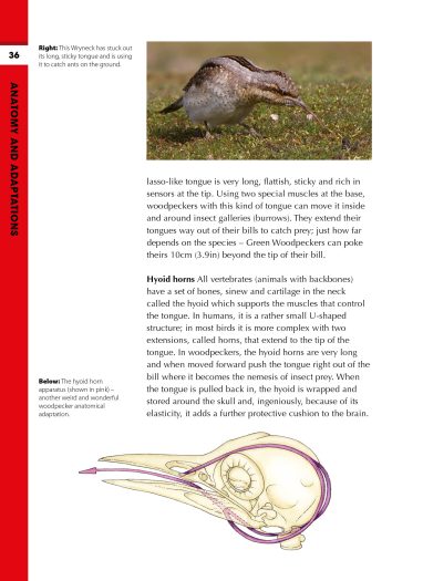 Woodpecker skull