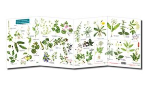 Foraging chart for FSC with botanical illustrations by Lizzie Harper