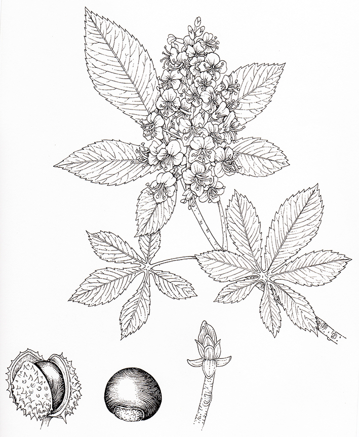 Horse chestnut from Foraging with Kids by Adele Nozedar