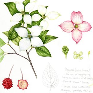 Chinese Dogwood Sketchbook Study