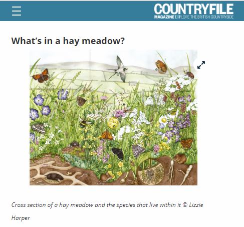 hay meadows