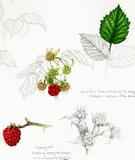 Rubus, raspberry sketch from Adele Nozedar Hedgerow Handbook, illustrated by Lizzie Harper