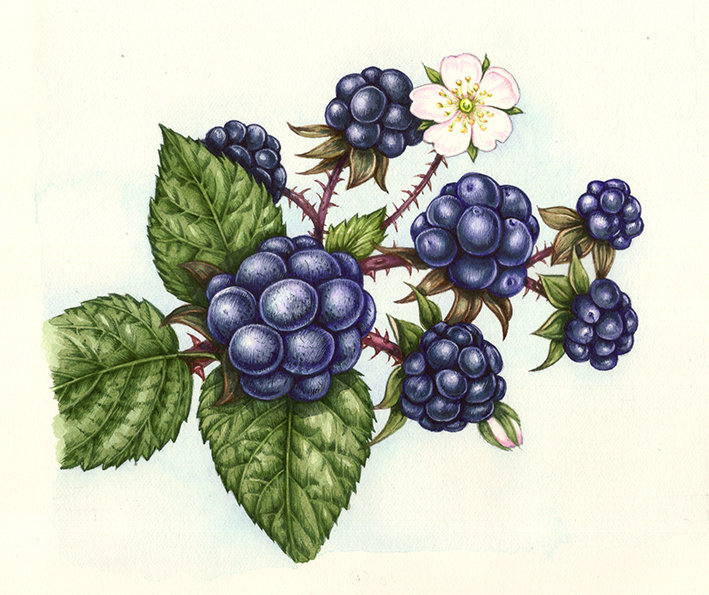 Jersey post fruits and berries