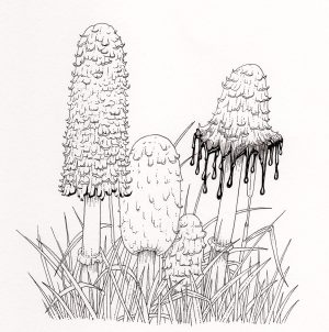 Shaggy Ink cap