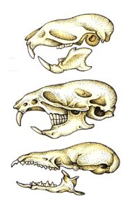 Shrew, vole, and rabbit pen and ink illustrations of skulls by Lizzie Harper