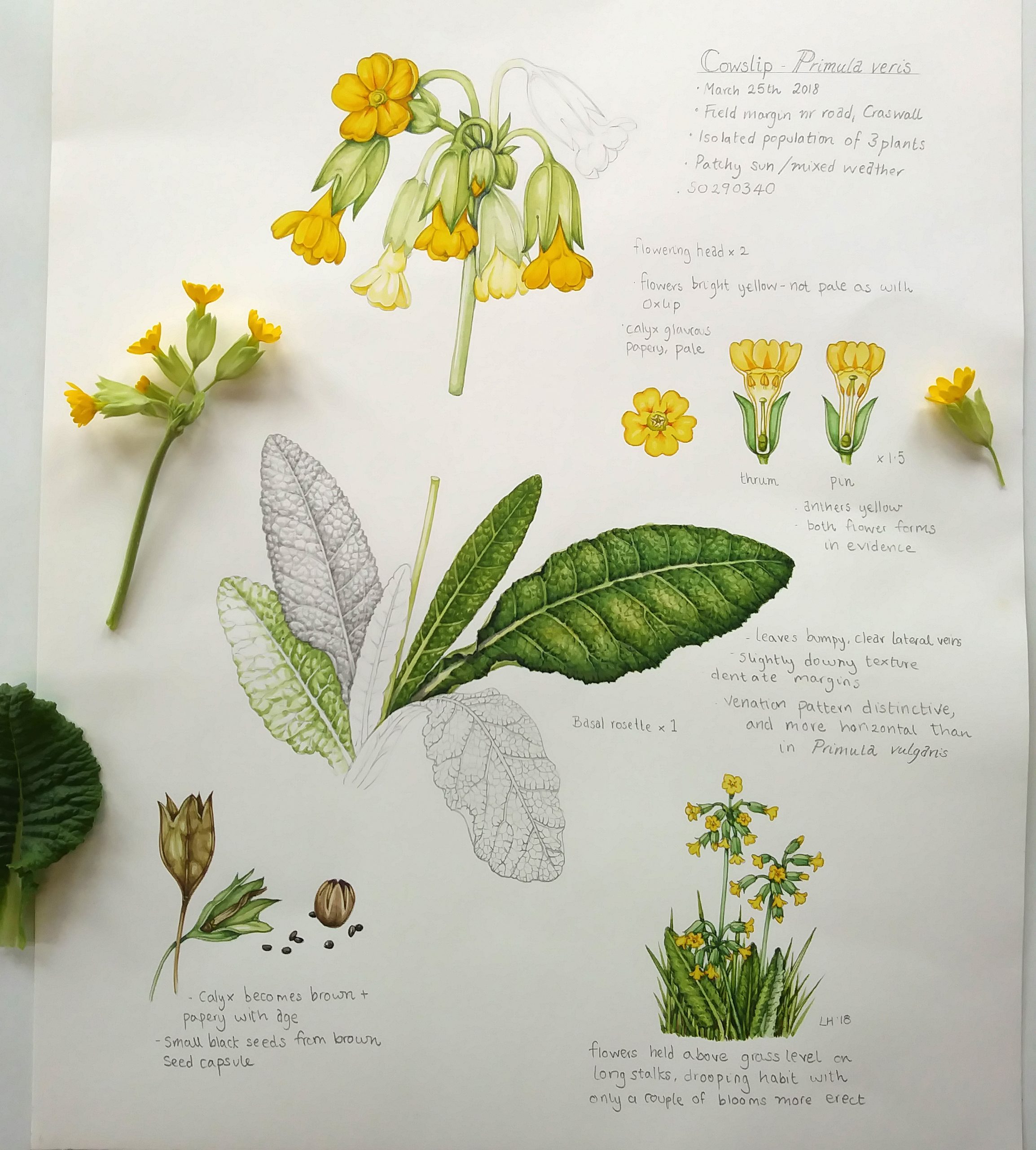 Cowslip