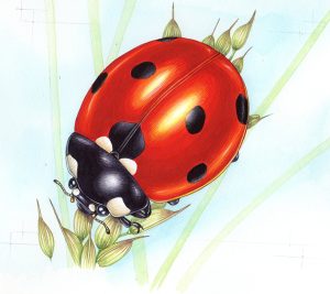 Ladybug entomological illustration Jersey post beetles issue