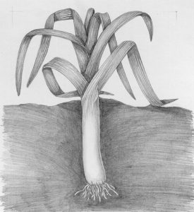 Pencil grpahite illustration of leek in ground by Lizzie Harper