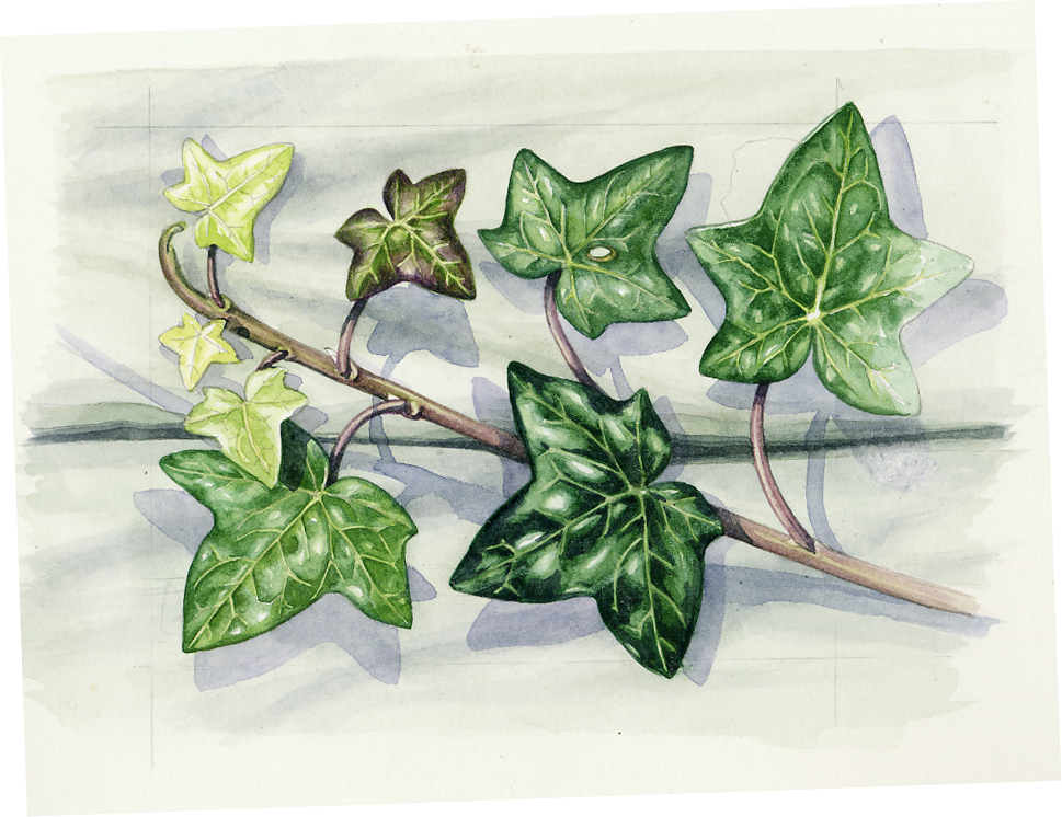 Botanical Illustration of Rose Leaves - Lizzie Harper