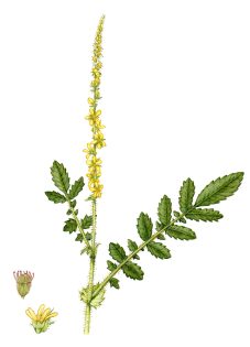 Agrimony Agrimonia eupatoria