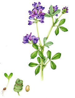 Alfalfa Medicago sativa