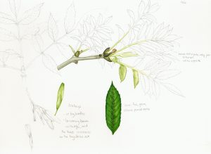 Ash Fraxinus excelsior sketchbook study