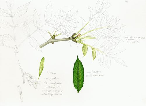 Ash sketchbook study botanical illustration