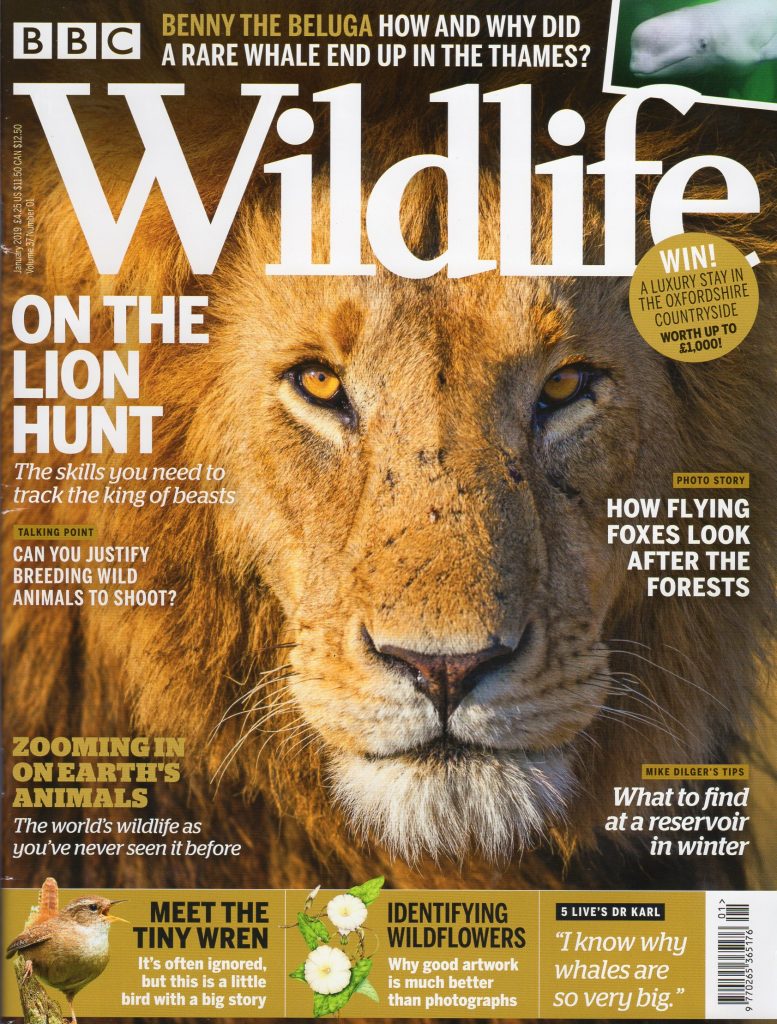 BBC Wildlife Magazine - Lizzie Harper