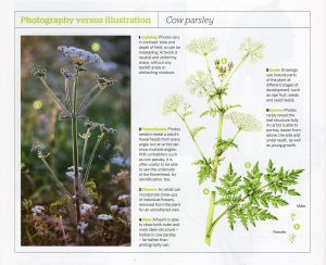 magazine, cow parsley