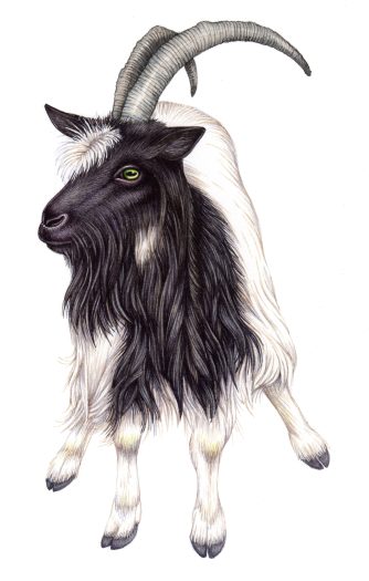 Natural history sciart natural science illustration of the Bagot goat from Staffordshire