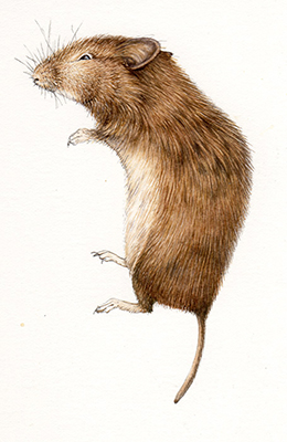 Sketchbook study natural history illustration of a dead bank vole
