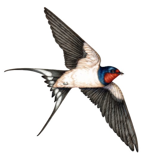 Natural hsitory illustration of Barn Swallow Hirundo rustica
