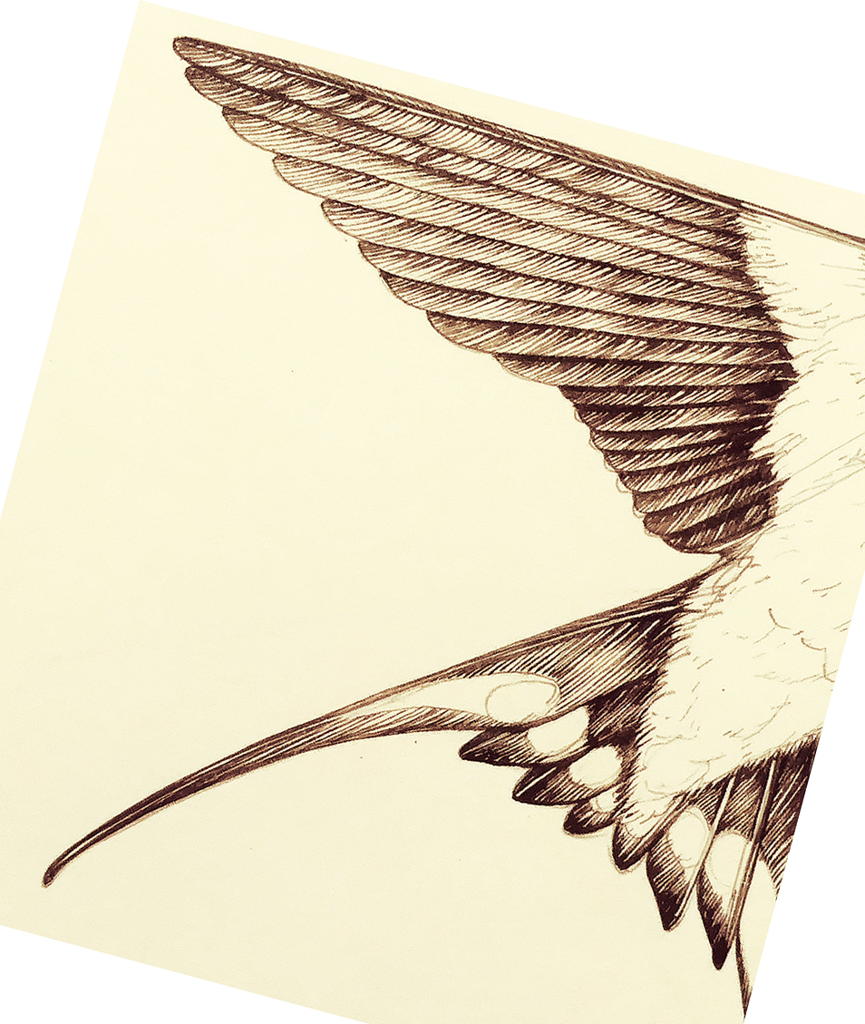 Barn swallow Tattoo Symbolism. The Barn swallows artists. J birds