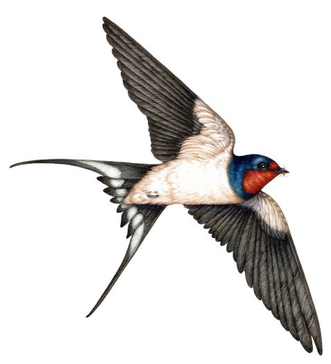 barn swallow